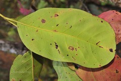 Elaeocarpus tectorius